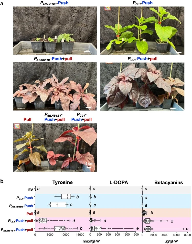 Push + pull construct partially alleviates growth penalty seen in T 0 tobacco push lines. a) Phenotypes of stable T 0 to