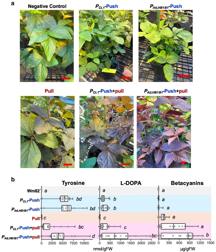 Soybean T 0 transgenic lines show higher tolerance to tyrosine and L- DOPA than transgenic tobacco lines. a) Phenotypes 
