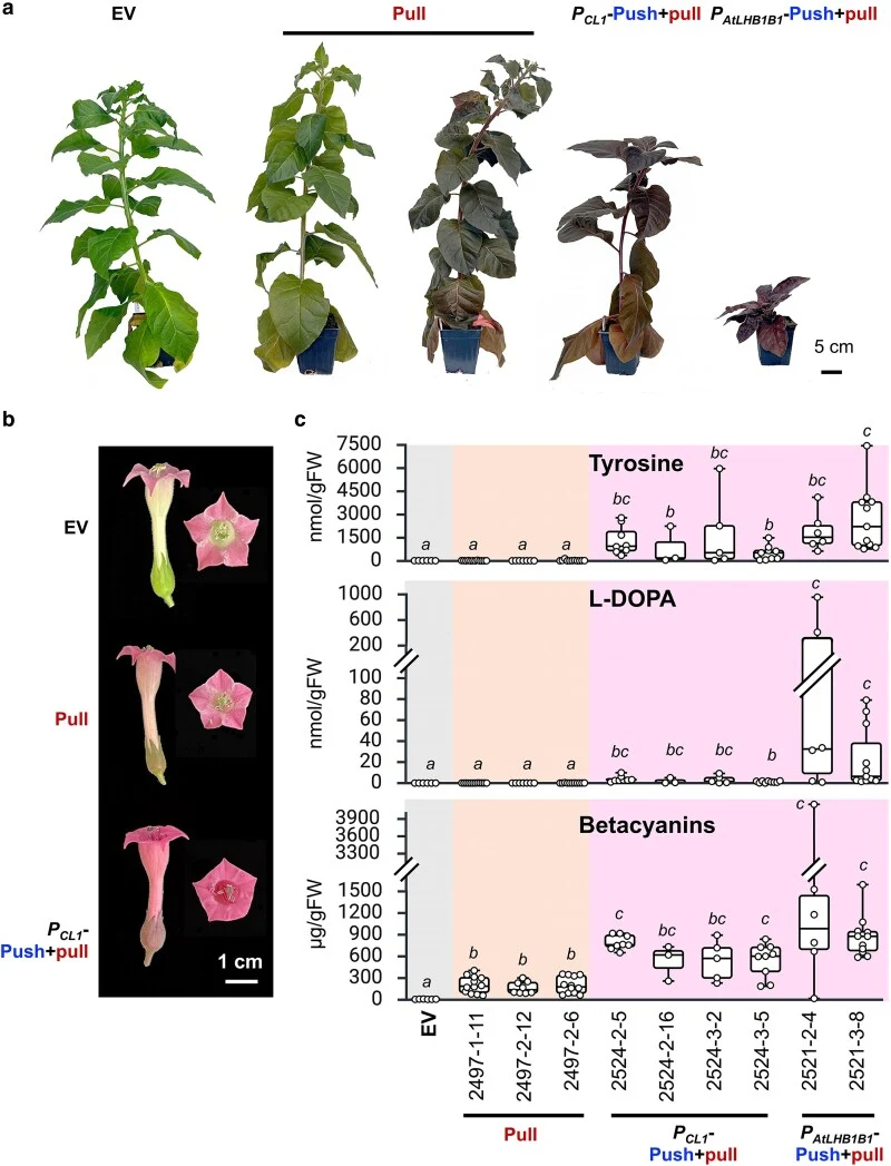 Betalain pigments are heritable in tobacco T 1 lines. a) Phenotypes of stable T 1 tobacco lines expressing EV, pull, or 