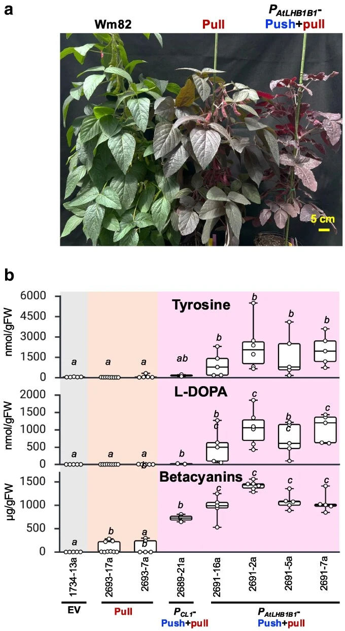 Leaves of P AtLHB1B1 -push + pull lines show the strongest betalain pigmentation while finishing the whole life cycle in