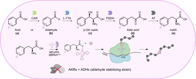 A single strain is designed to express two to four enzymes for the biosynthesis of phenylalanine derivates from suppleme