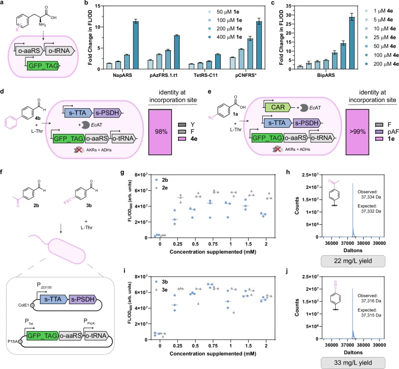 a Aminoacyl-tRNA synthetase screening for preliminary evaluation of relevant orthogonal translation systems (OTSs) for t