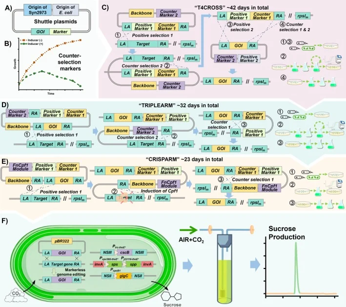 Schematic overview of this study. (A) Diagram of the shuttle vector structure. (B) Illustration of the growth effects of the counter‐selectable marker before and after induction. (C) Schematic representation of the recombination strategy and experimental procedure of the ‘T4CROSS’ method. Circled nu