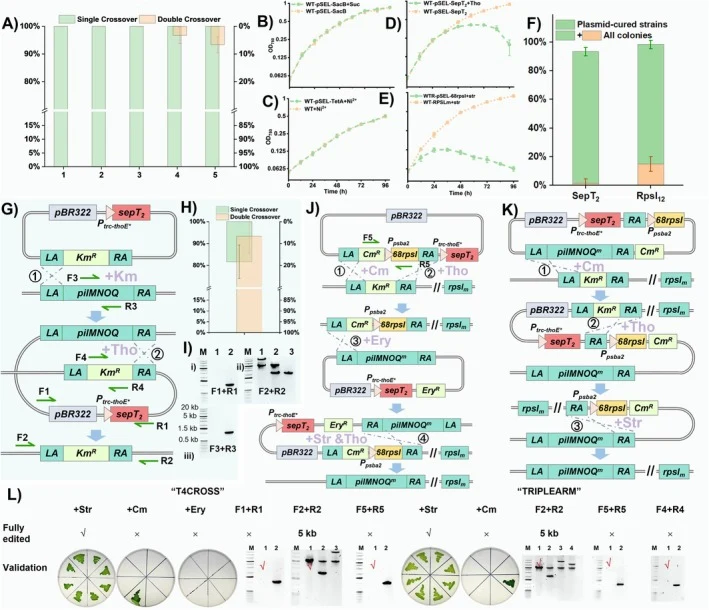 Identification and application of negative selection markers. (A) Proportion of Syn2973 transformants undergoing single‐crossover and double‐crossover recombination across five consecutive passages. (B–E) Effects of different negative selection systems on Syn2973 growth, with or without inducers: (B