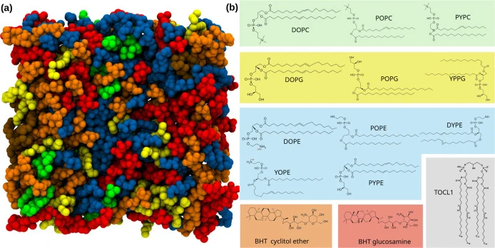 (a) Top view of the Z. mobilis model membrane structure. The membrane is comprised of phosphatidylcholines (PCs) in green, phosphatidylglycerols (PGs) in yellow, phosphoethanolamines (PEs) in blue, cardiolipin (TOCL1) in gray, and hopanoids in orange and red color. (b) The chemical structures of the