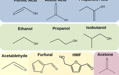 模拟计算揭示运动发酵单胞菌膜在生物基产品合成中的结构动态响应