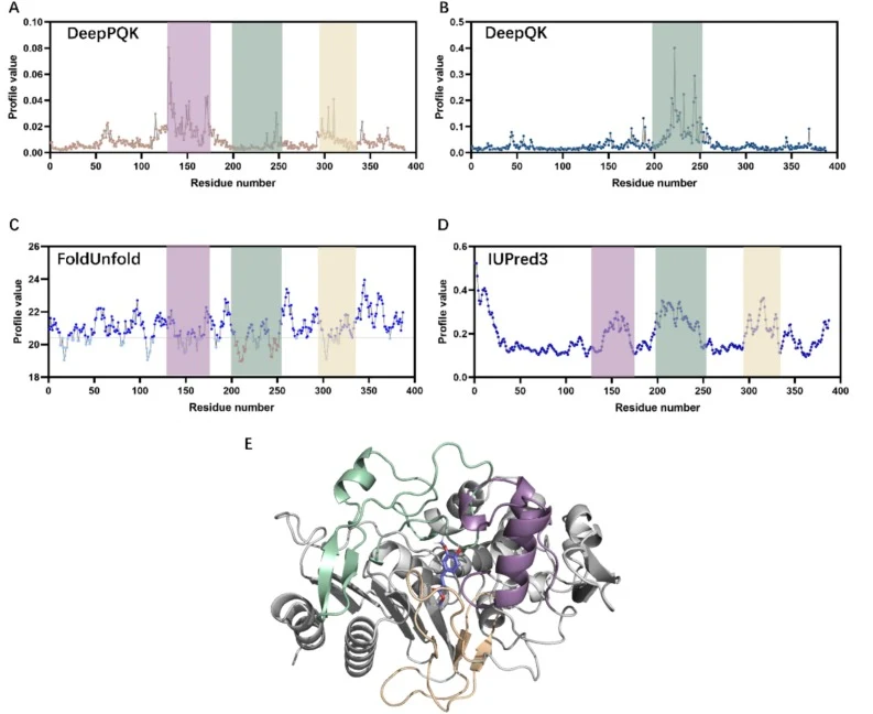 Analysis of the differences in predictions by DeepPQK and DeepQK models. The standard deviation of single-point saturation mutation results predicted by (A) DeepPQK, (B) DeepQK, (C) FoldUnfold, the higher the numerical value, the more stable the site. (D) IUPred predicted result of disordered loop r