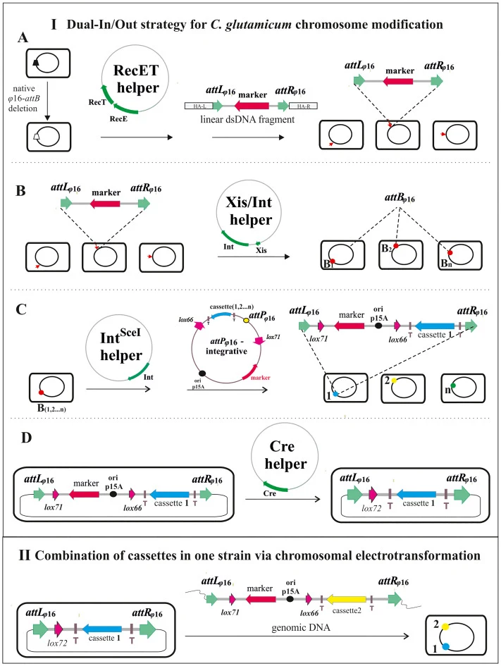 Schematic representation of the developed chromosome modification method for introduction foreign DNA into a predesigned point on the C. glutamicum chromosome. The method is based on the four-step Dual-In/Out strategy (I A–D). RecE564T-mediated integration of the antibiotic resistance marker bracket