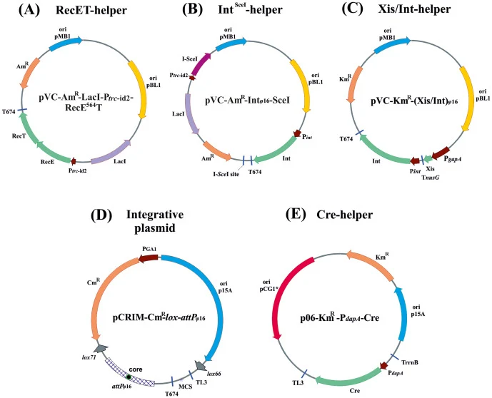 Schematic map of plasmids for the Dual-In/Out strategy: recombineering helper pVC-AmR-LacI-P trc-id2-RecE564T(OK651221) (A); integration helper pVC-AmR-Int ϕ16-SceI(OK651222) (B);excision helper pVC-KmR-(Xis/Int) ϕ16 (OK651223) (C); integrative plasmid pCRIM-CmR-lox-attP ϕ16(OK651220) (D); and excis