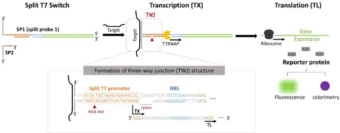 Split T7 switch-based CFPS system. SP1 and SP2 are designed to have complementary sequences against specific target nucleic acids. SP1 and SP2 form a three-way junction (TWJ) only in the presence of the target nucleic acids, which in turn establishes a double-stranded T7 promoter with a nick site, i