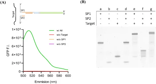 Split T7 switch construction and feasibility. (A) Fluorescence emission spectra under various reaction conditions. SP1 (125 ng), SP2 at the same molar ratio as SP1, and 10 nM of single-stranded (ss) target DNA were used in the final 12.5 μL reaction mixture of the CFPS system. After incubation for 2