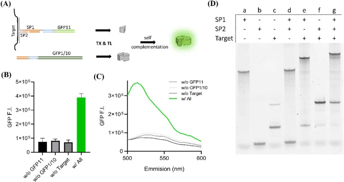 Construction and feasibility of the split T7 switch-based CFPS system encoding split GFP reporter proteins. (A) Schematic illustration of split T7 switch with self-complementation of GFP1/10 and GFP11. (B) Fluorescence intensity (F.I.) and (C) emission spectra of GFP under various reaction condition