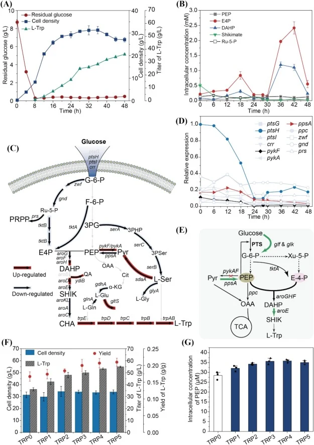 Enhancement of l-Trp production by increasing the carbon flux through the shikimate pathway. (A) The concentration of l-Trp, cell density, and residual sugar of strain TRP0 in 5-L fed-batch fermentations. (B) Intracellular concentrations of PEP, E4P, DAHP, shikimate, and Ru-5-P in strain TRP0. (C) C