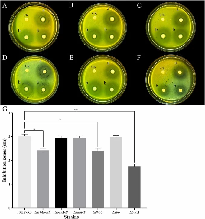 Paper agar diffusion assay for antagonism of Vp AHPND SHY1669 by B. subtilis JSHY-K3 and its knockout mutants. (A-F) Antagonistic effects of the knockout mutants ΔsrfAB-AC, ΔppsA-B, ΔsunI-T, ΔdhbC, Δsbo, and ΔbacA against SHY1669, respectively. (G) The circle of inhibition zones of B. subtilis JSHY-