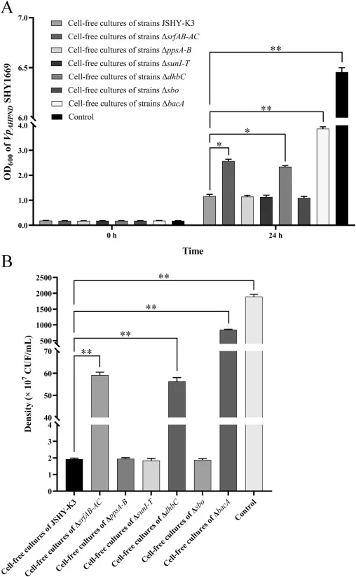 Antagonistic effects of cell-free cultures of B. subtilis JSHY-K3 and its derivatives against Vp AHPND . (A) Antagonistic effects of B. subtilis JSHY-K3 and its knockout mutants’ cell-free cultures against Vp AHPND detected by measuring OD600 of Vp AHPND SHY1669. (B) Antagonistic effects of B. subti