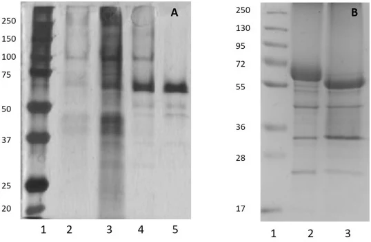 A) 不同纯化步骤的SDS-PAGE（银染）。泳道1：分子量标志物（kDa）；泳道2：培养上清；泳道3：浓缩培养上清（25倍）；泳道4：DEAE合并组分；泳道5：G75 Sephadex合并组分。每泳道上样1 μg总蛋白。
