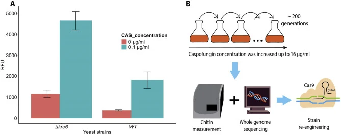 Chitin accumulation in response to caspofungin (CAS) exposure and the workflow of adaptive laboratory evolution (ALE) in presence of CAS. (A) Chitin content determined using calcofluor white staining in relative fluorescence units (RFU) in wild type (BY4742) (WT) and kre6Δ0 strains of S. cerevisiae