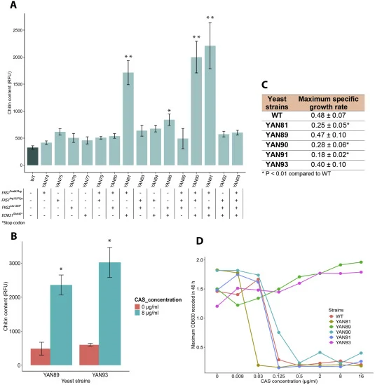 Characterization of S. cerevisiae strains with re-engineered variants in FKS1, FKS2, and ECM21. (A) Chitin content in re-engineered strains in absence of caspofungin (CAS). Specific chitin content is presented as the mean and standard deviation of three biological replicates, asterisk represents sta