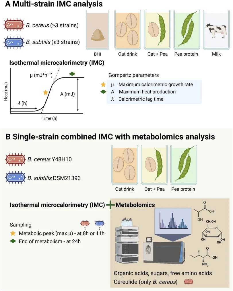 Experimental workflow combining isothermal microcalorimetry (IMC) and targeted metabolomics. IMC was applied to monitor metabolic activity of B. cereus and B. subtilis in different food-relevant matrices, and to define sampling points for metabolite analysis. (A) Multi-strain IMC characterization: S