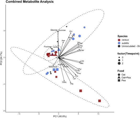 PCA of sugars, organic acids, and free amino acids shows separation of pea matrices from oat and oat-pea, and illustrates metabolic shifts associated with Bacillus cultivation. PCA biplot of metabolites from Bacillus cereus Y48H10 (red) and Bacillus subtilis DSM21393 (blue) cultivated in oat (circle