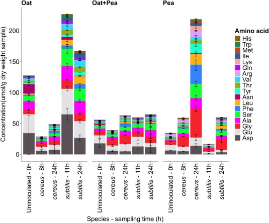 Free amino acid profiles showed species- and matrix-specific responses: B. cereus strongly increased total amino acids in pea, B. subtilis generated the highest amino acid levels in oat, and neither species substantially changed total amino acid content in oat–pea. Free amino acid profile of Bacillu