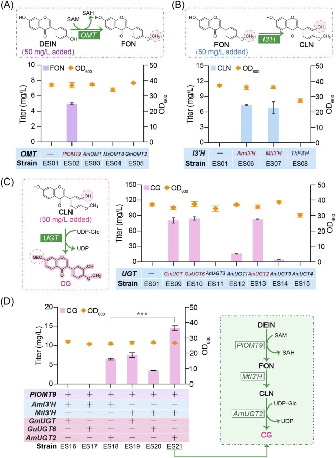 Building the biosynthetic pathway for CG. (A–C) Production profiles of FON, CLN, and CG produced by yeast strains harboring high-copy vector expressed plant OMTs, I3′Hs, and UGTs, respectively, with the presence of 50 mg/L corresponding substrates. (D) CG production of I15-derived strains overexpres
