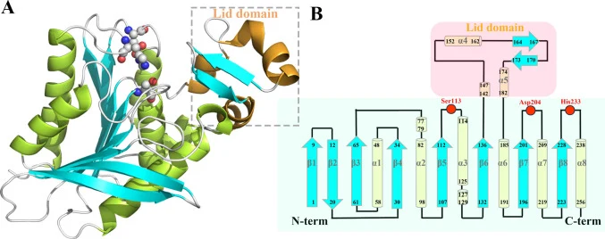 A Monomer structure of Ca FaeA. The lid domain is marked in box, the catalytic triad, comprising Ser113, Asp204, and His233, is depicted as spheres. B Secondary structure topology of Ca FaeA. The topology diagram depicts the arrangement of α-helices and β-strands in Ca FaeA, with secondary structure