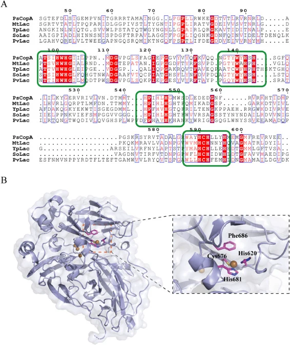 Analysis of SoLac sequence and structure. (A) Multiple sequence alignment of SoLac with other laccases. PsCopA, laccase-like oxidase CopA from Pseudomonas syringae (WP_054090693); MtLac, laccase from Mycobacterium tuberculosis (WP_034169521); YpLac, laccase from Yersinia pseudotuberculosis (WP_05011