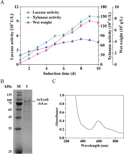 Scale-up fermentation of the recombinant P. pastoris/AnXynB-SoLac strain using a 15-L fermenter. (A) Extracellular laccase and xylanase activity and cell density in liquid culture. (B) SDS-PAGE analysis of the purified recombinant AnXynB-SoLac fusion protein. M: protein marker; lane 1: purified AnXy