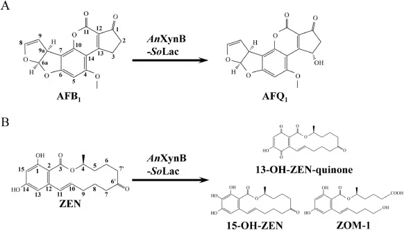图1 AFB1(A)和ZEN(B)经AnXynB-SoLac融合蛋白转化的反应方案。