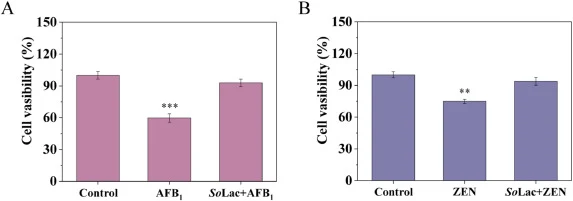 AnXynB-SoLac融合蛋白转化产物的细胞毒性。(A) 含或不含AFB1的转化体系在50 °C下孵育24 h,随后用其产物处理HepG2细胞。Control,对照处理;SoLac,含AnXynB-SoLac融合蛋白的转化体系。