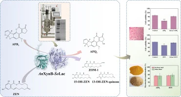 Fusion strategy enables high-level expression of fungal lacc