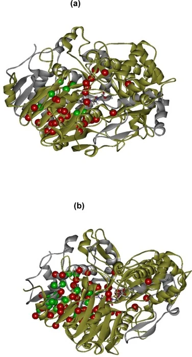 Locations of sequence selection positions, side chain optimization residues, and CPC on cephalosporin acylase SE83. (a) Design sites selected at 4α6β hydrophobic core regions; (b) Design sites selected at interface regions between chain α and chain β. The protein structure SE83 is shown as solid rib