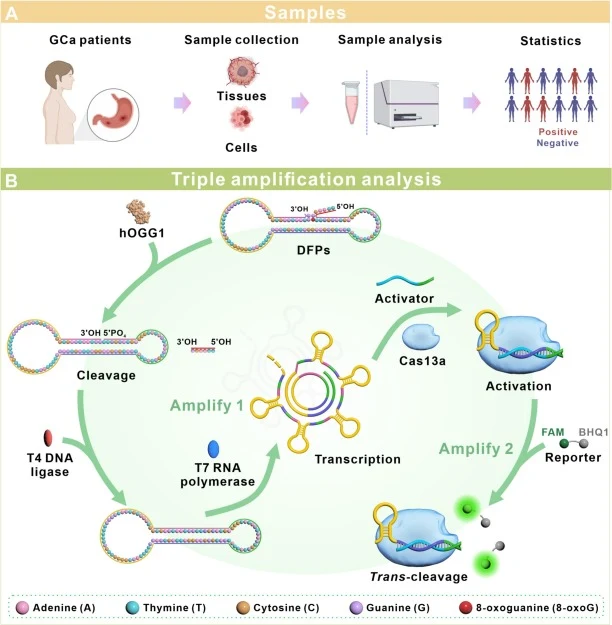 Schematic illustration of the dumbbell-switched CRISPR/Cas13a biosensor for detecting hOGG1. (A) Workflow for detecting overexpressed hOGG1 across multiple sample types. (B) Workflow of the dumbbell-switched CRISPR/Cas13a biosensor for detecting hOGG1.