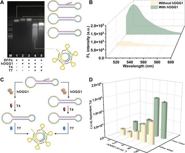 验证哑铃开关CRISPR/Cas13a生物传感器。(A)琼脂糖凝胶电泳验证hOGG1催化切除受损碱基及后续剪切、连接和转录。泳道1,合成的哑铃形功能探针(DFPs);泳道2,DFPs+hOGG1;泳道