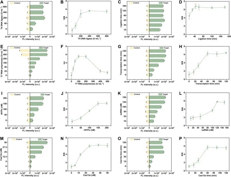 哑铃开关CRISPR/Cas13a生物传感器的传感条件优化。(A-B) T4 DNA连接酶的浓度。(C-D) T4 DNA连接酶的孵育时间。(E-F) T7 RNA聚合酶的浓度。(G-H) T7 RNA聚合酶的孵育时间。(I-J) rNTPs的浓度。