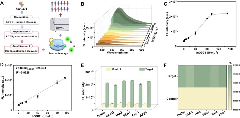 哑铃开关CRISPR/Cas13a生物传感器的分析性能。(A) 用于hOGG1检测的哑铃开关CRISPR/Cas13a生物传感器的工作流程。(B) 不同浓度hOGG1下的荧光光谱变化。(C) 荧光强度与hOGG1浓度之间的关系。