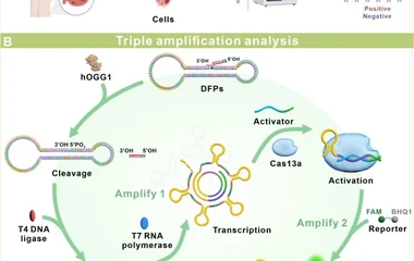 哑铃开关CRISPR/Cas13a生物传感器