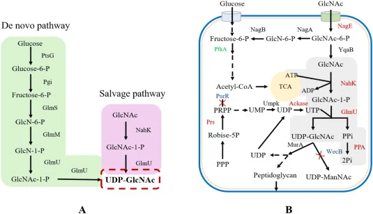 UDP-GlcNAc的代谢途径。A：负责大肠杆菌中UDP-GlcNAc生物合成的代谢途径概览（绿色，UDP-GlcNAc的从头合成途径；粉色，UDP-GlcNAc的补救途径）。B：为过量生产UDP-GlcNAc而实施的代谢工程策略（红色文字，过表达……）