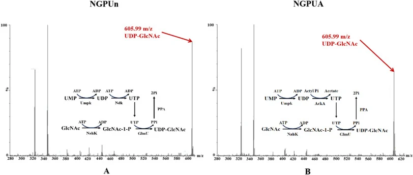 通过尿苷利用途径优化的UDP-GlcNAc补救途径的体外验证MS结果。A：NGPUn反应体系MS结果。B：NGPUA反应体系MS结果。