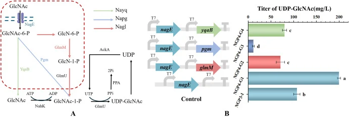 Results of enhancement of GlcNAc utilization pathway. A: The utilization pathways of GlcNAc (green arrows, Nayq pathway; blue arrows, Napg pathway; red arrows, Nagl pathway). B: UDP-GlcNAc titer after enhancement of GlcNAc utilization pathway. (For interpretation of the references to colour in this