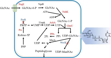 Metabolic engineering of Escherichia coli for uridine-5′-dip