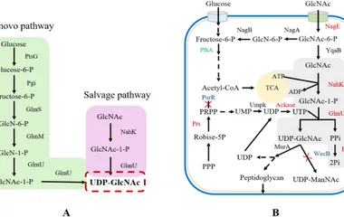 代谢工程大肠杆菌补救途径生产UDP-GlcNAc