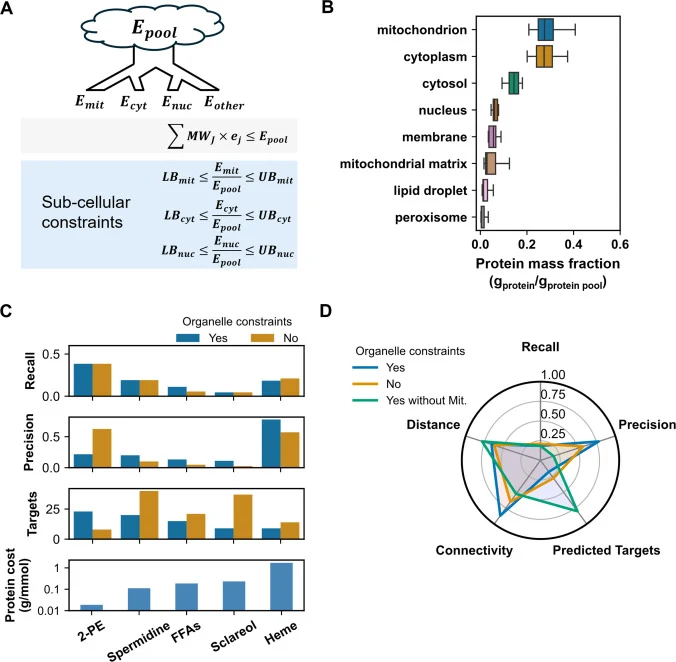 Subcellular proteomic constraints improve the precision of strain design predictions. A. Conceptual schematic of subcellular proteomic constraints in the models. B. The distribution of protein mass fractions for major organelles in S. cerevisiae across 30 different cultivation conditions. Protein ma