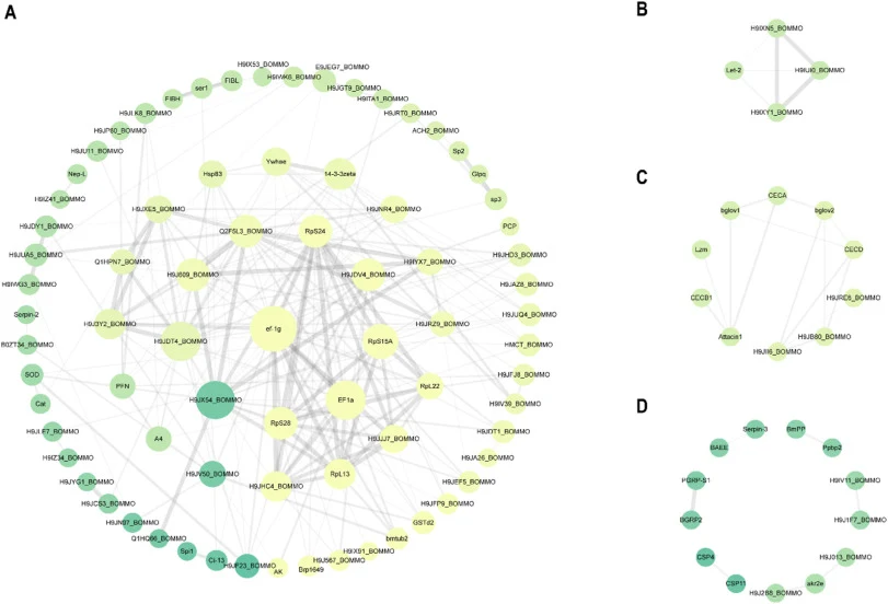 Protein interaction modules identified from infection-responsive proteins. Edge thickness and transparency represent the STRING combined score, with higher scores shown as thicker and darker lines. Node size indicates the degree and its color reflects the cluster number generated by the MCL, such th