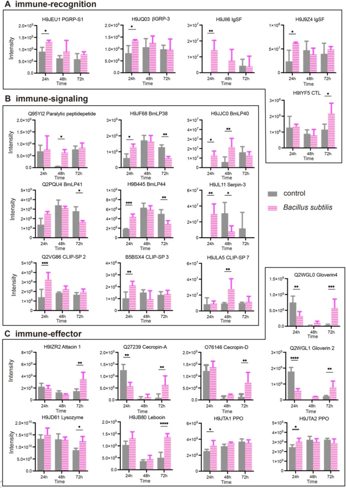 Upregulation of typical immune-related proteins afterinfection with B. subtilis in B. mori. Proteomic data showed that five recognition proteins (A), nine signaling proteins (B), and nine effector proteins (C) were significantly upregulated after bacterial infection. ∗p < 0.05, ∗∗p < 0.01, and ∗∗∗p