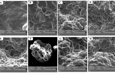 Scanning electron micrographs of milk during coagulation at different reaction times (scale bar = 50 µm). ( A ) Control;
