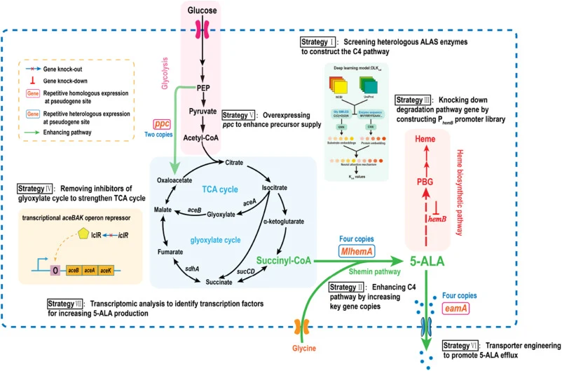 Systematic metabolic engineering strategies for enhanced 5-aminolevulinic acid (5-ALA) production in Escherichia coli W3110. Abbreviations: 5-ALA, 5-aminolevulinic acid; PBG, porphobilinogen; PEP, phosphoenolpyruvate; TCA cycle, tricarboxylic acid cycle; acetyl-CoA, acetyl coenzyme A; MlhemA, hetero