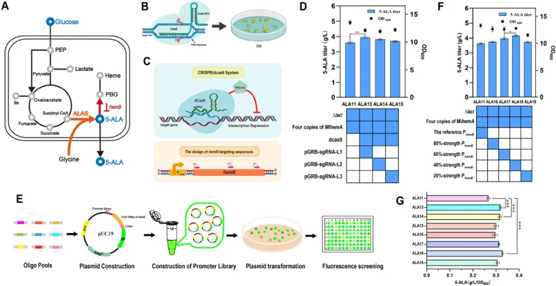 Knockdown of the key degradation pathway gene hemB to enhance 5-ALA production. (A) The key gene hemB, encoding porphobilinogen synthase, catalyzes the conversion of 5-ALA to PBG. (B) The inability to obtain hemB deletion mutants demonstrated that this gene is essential for E. coli viability. (C) Sc