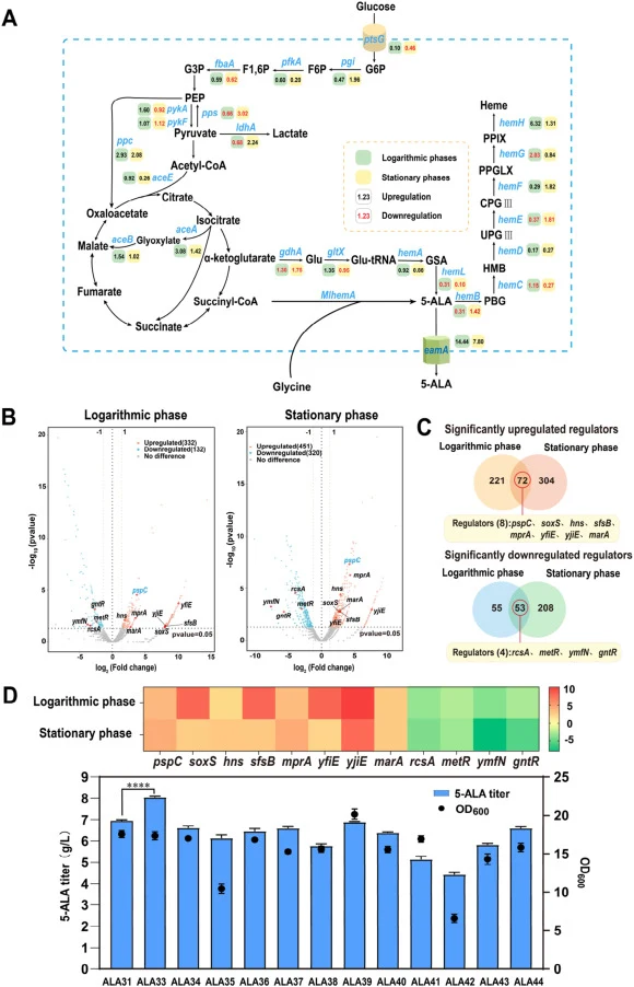Transcriptomic mining of transcription factors to enhance 5-ALA synthesis. (A) Expression changes of 5-ALA synthesis-related genes in E. coli W3110 and ALA31 during exponential and stationary phases. (B) Genome-wide gene expression changes in E. coli W3110 and ALA31 during the exponential and statio